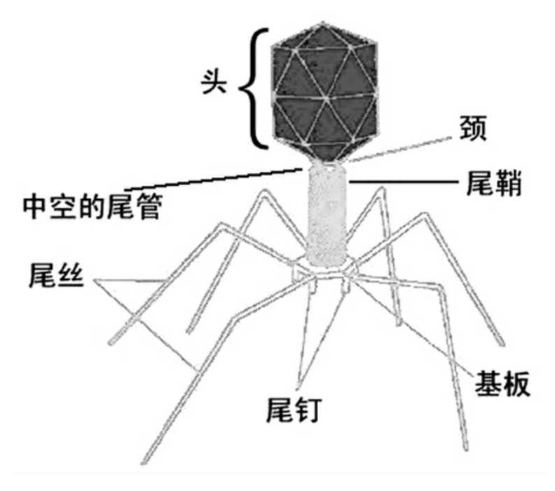 邓晨一