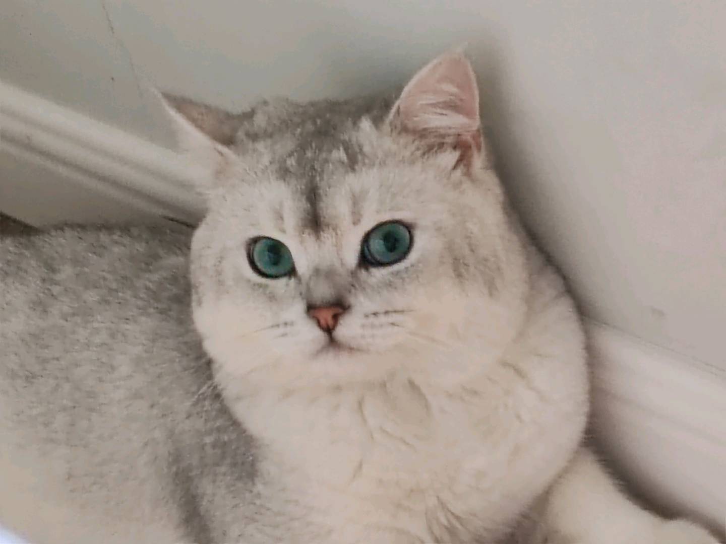 银耳猫初号机