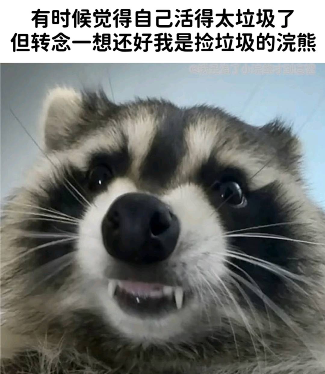 “浣熊”