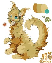 瞪菊（金菊爪）