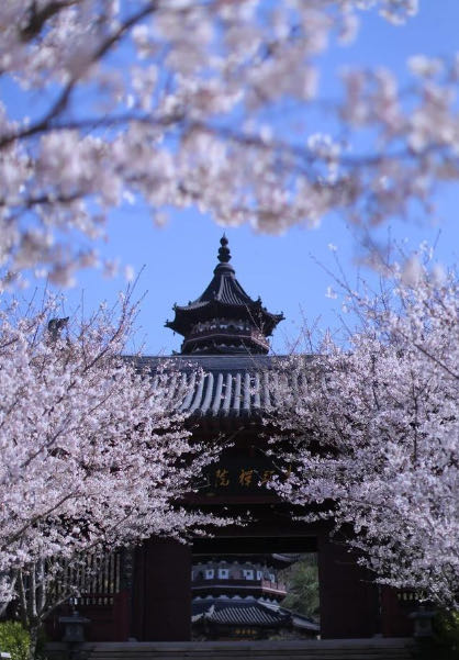 蝴